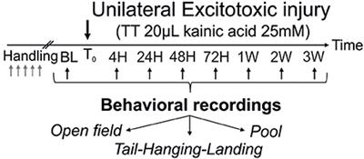 Reduced Balance Restoration Capacities Following Unilateral Vestibular Insult in Elderly Mice